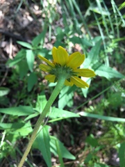 Heliopsis parvifolia, photograph (c) Oscar C. González Martínez, some rights reserved (CC BY-SA)