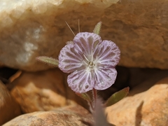 Phacelia exilis