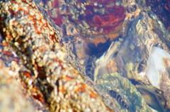 Abudefduf declivifrons