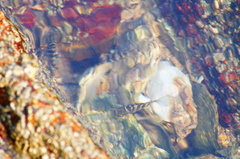 Abudefduf declivifrons