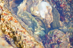 Abudefduf declivifrons