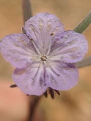 Phacelia exilis