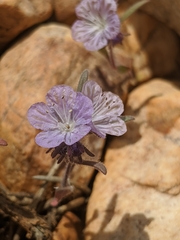 Phacelia exilis