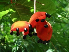 Sterculia lanceolata