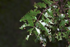 Zanthoxylum hirsutum