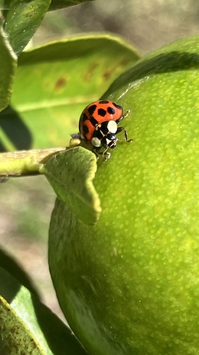 Asian Lady Beetle