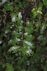 Zanthoxylum hirsutum