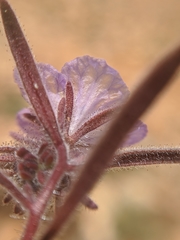 Phacelia exilis