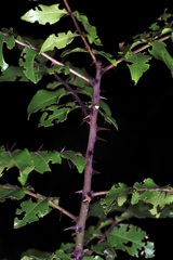 Zanthoxylum hirsutum