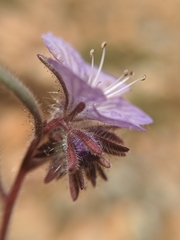 Phacelia exilis
