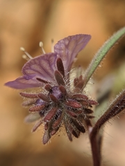 Phacelia exilis
