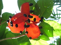 Sterculia lanceolata