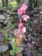 Begonia gracilis, photograph (c) Oscar C. González Martínez, some rights reserved (CC BY-SA)