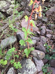 Begonia gracilis, photograph (c) Oscar C. González Martínez, some rights reserved (CC BY-SA)