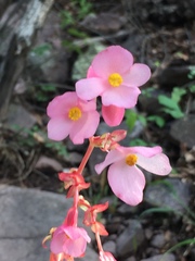 Begonia gracilis, photograph (c) Oscar C. González Martínez, some rights reserved (CC BY-SA)