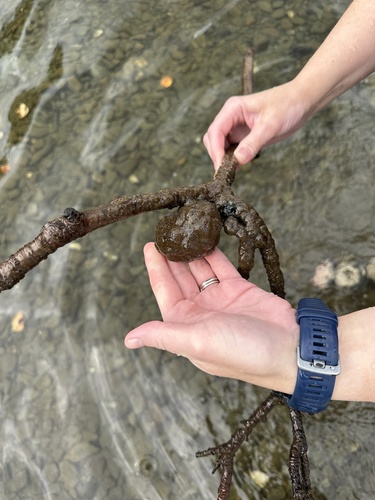 Magnificent Bryozoan