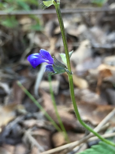 Salvia prunelloides