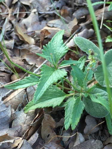 Salvia prunelloides, photograph 2