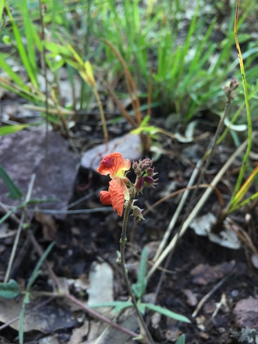 Macroptilium gibbosifolium, photograph 3