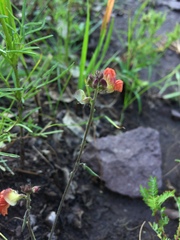 Macroptilium gibbosifolium, photograph (c) Oscar C. González Martínez, some rights reserved (CC BY-SA)