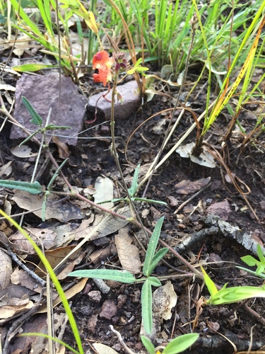 Macroptilium gibbosifolium, photograph 2