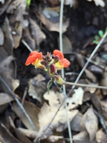 Macroptilium gibbosifolium