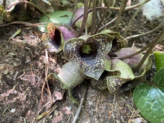 Hexastylis shuttleworthii