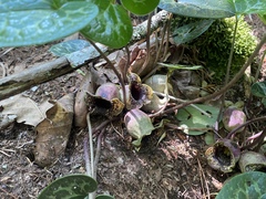 Hexastylis shuttleworthii