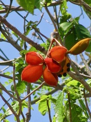 Sterculia lanceolata