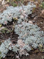 Eriogonum kennedyi austromontanum