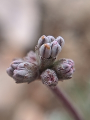 Eriogonum kennedyi austromontanum