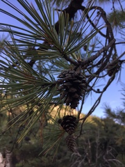 Pinus leiophylla, photograph (c) Oscar C. González Martínez, some rights reserved (CC BY-SA)