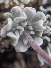Eriogonum kennedyi austromontanum
