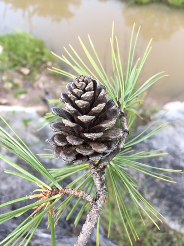 Pinus leiophylla observed 2026-09-05