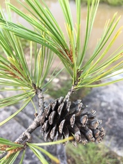 Pinus leiophylla, photograph (c) Oscar C. González Martínez, some rights reserved (CC BY-SA)