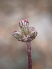 Eriogonum kennedyi austromontanum