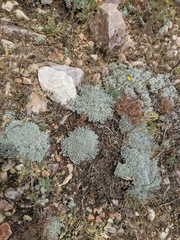 Eriogonum kennedyi austromontanum