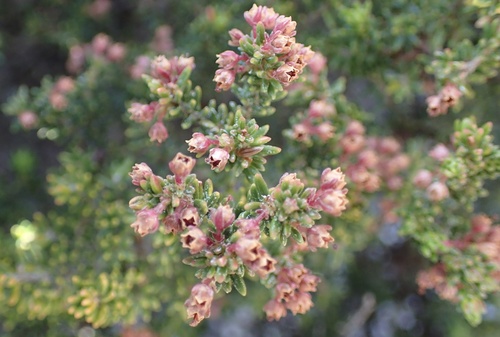 Erica hispidula, photograph 3