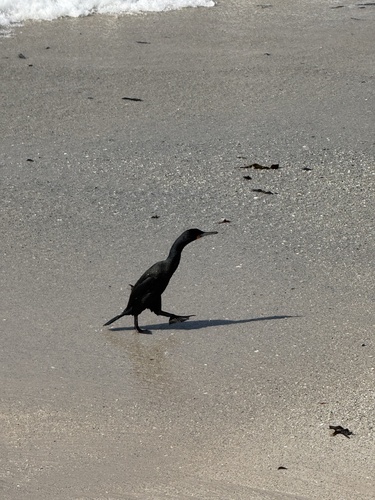 iNaturalist image