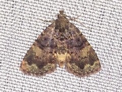 Metalectra richardsi