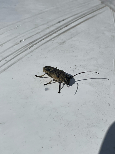 poplar borer