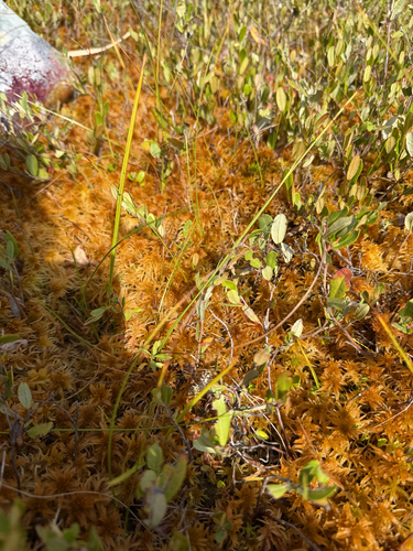 Arethusa bulbosa, photograph 1