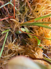 (c) naturalist charlie, some rights reserved (CC BY) Arethusa bulbosa, photograph (c) naturalist charlie, some rights reserved (CC BY)