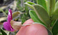 Podalyria buxifolia