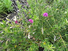 Podalyria buxifolia