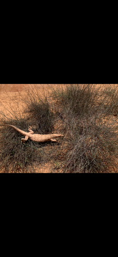 Desert Monitor