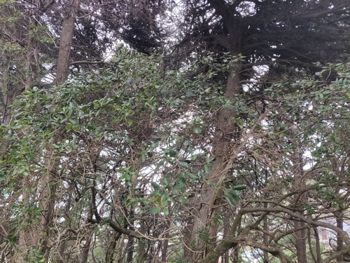Coprosma repens