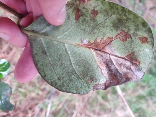 Coprosma repens