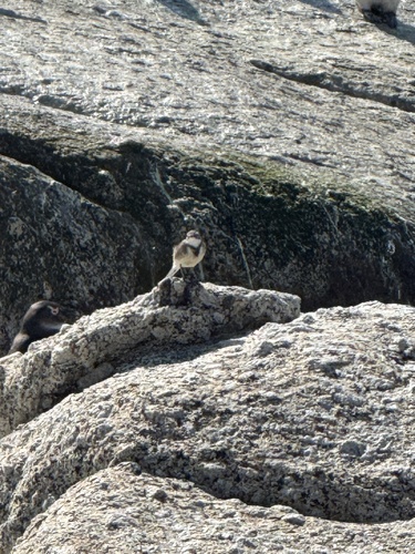 iNaturalist image