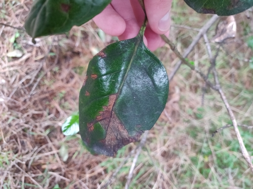 Coprosma repens